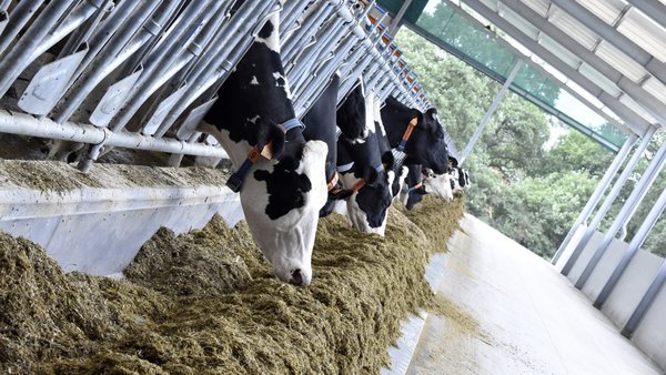 Xestionar a ración para mellorar os sólidos totais