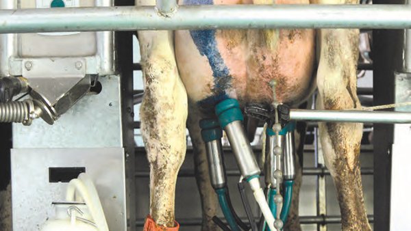 A xestión como ferramenta para o control das mastites e o RCS
