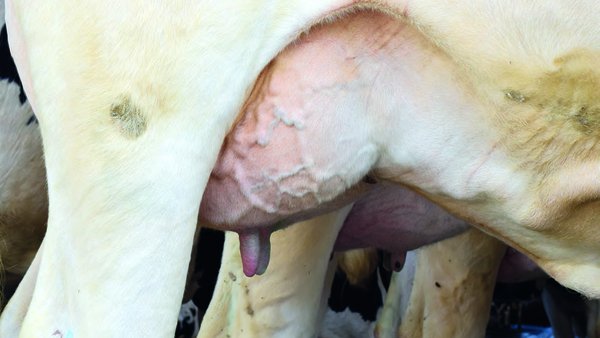 Streptococcus uberis, a mastite clínica frustrante