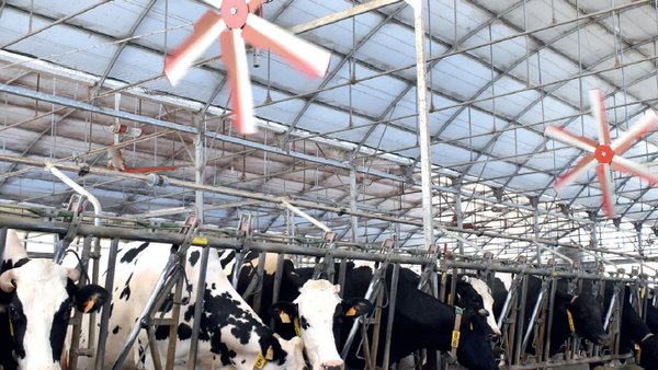 Análise do impacto do estrés térmico no gando leiteiro