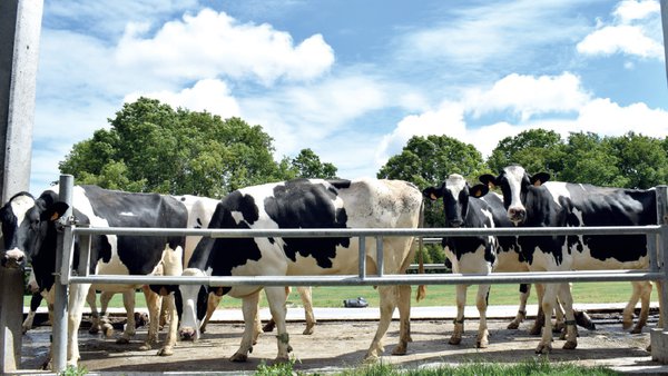 Auga, vento, tempo e vaca, todo o que necesitas para refrescar ben as túas vacas no verán