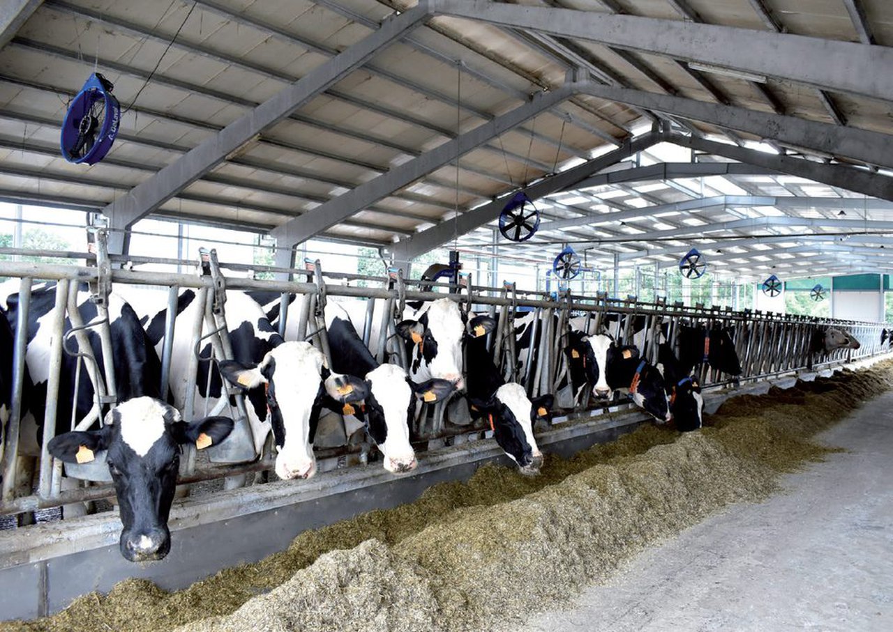 Necesidade de potasio na alimentación de vacún de leite