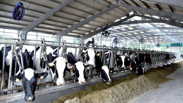 Necesidade de potasio na alimentación de vacún de leite