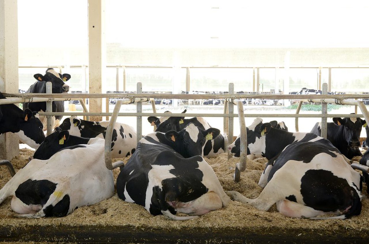 Cando o BVD mostra a súa peor cara, temos que estar ben armados