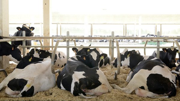 Cando o BVD mostra a súa peor cara, temos que estar ben armados