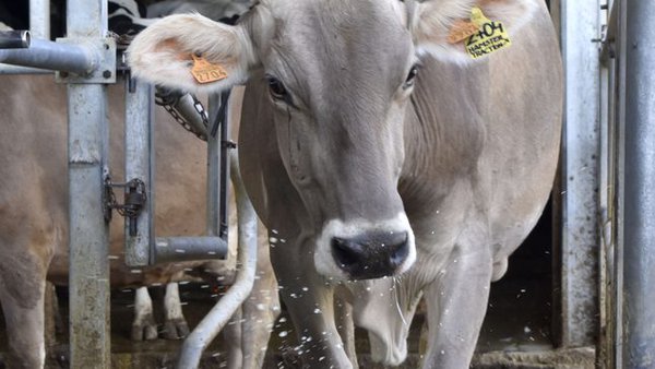 Saúde podal en Portugal: patas saudables, bovinos pordutivos