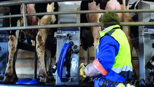 Estamos muxindo as vacas eficientemente?