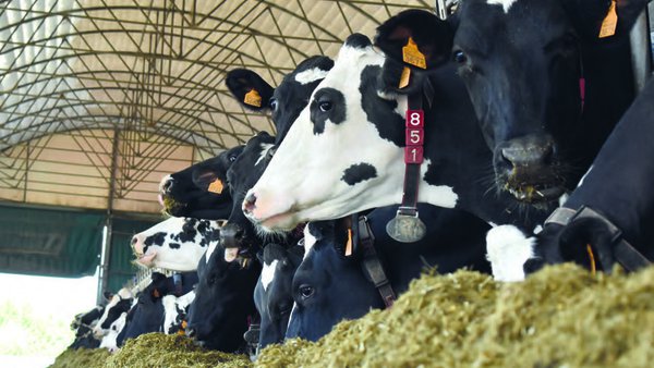 Europa registra precios al alza en el cierre del año