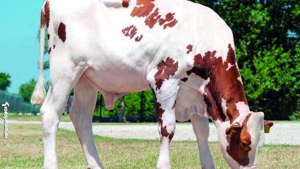 Pro Caseus, un novo índice xenómico que mellora a eficiencia dos animais