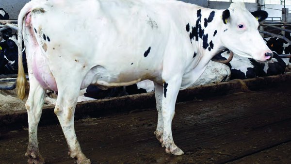 Influencia dunhas patas sas no benestar animal