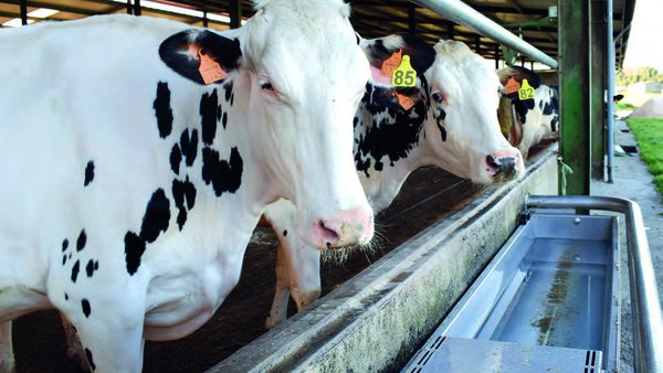 Hixienización da auga no sector vacún leiteiro: retorno do investimento