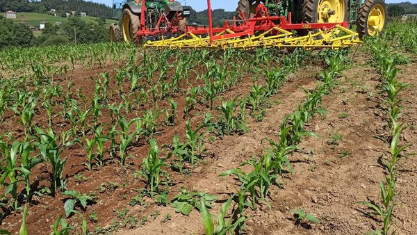 Jornada en Arzúa sobre la reducción de fitosanitarios en el cultivo de maíz a través de la escarda mecánica