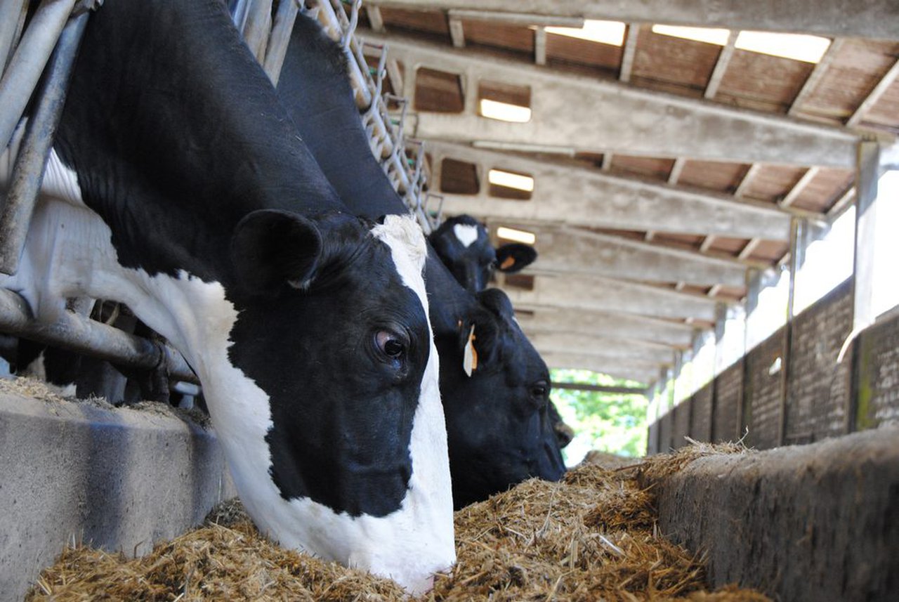 El precio medio de la leche en España se mantuvo sin cambios en el mes de mayo