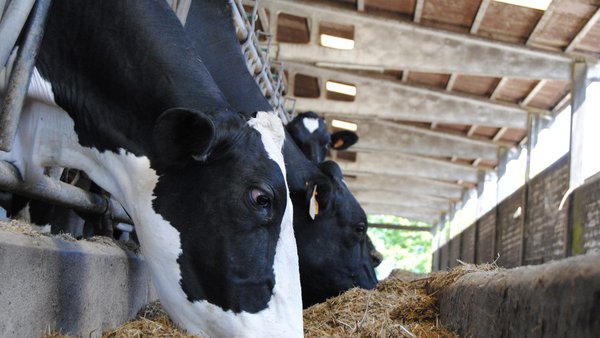El precio medio de la leche en España se mantuvo sin cambios en el mes de mayo