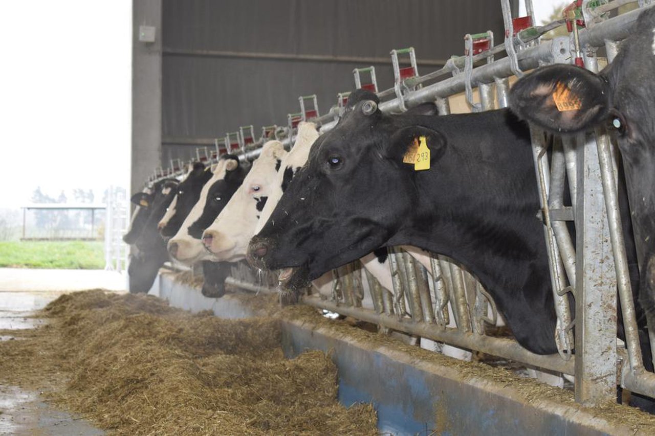 O uso de rexistradores de datos intravaxinais para mellorar a efectividade de arrefriamento nas vacas leiteiras