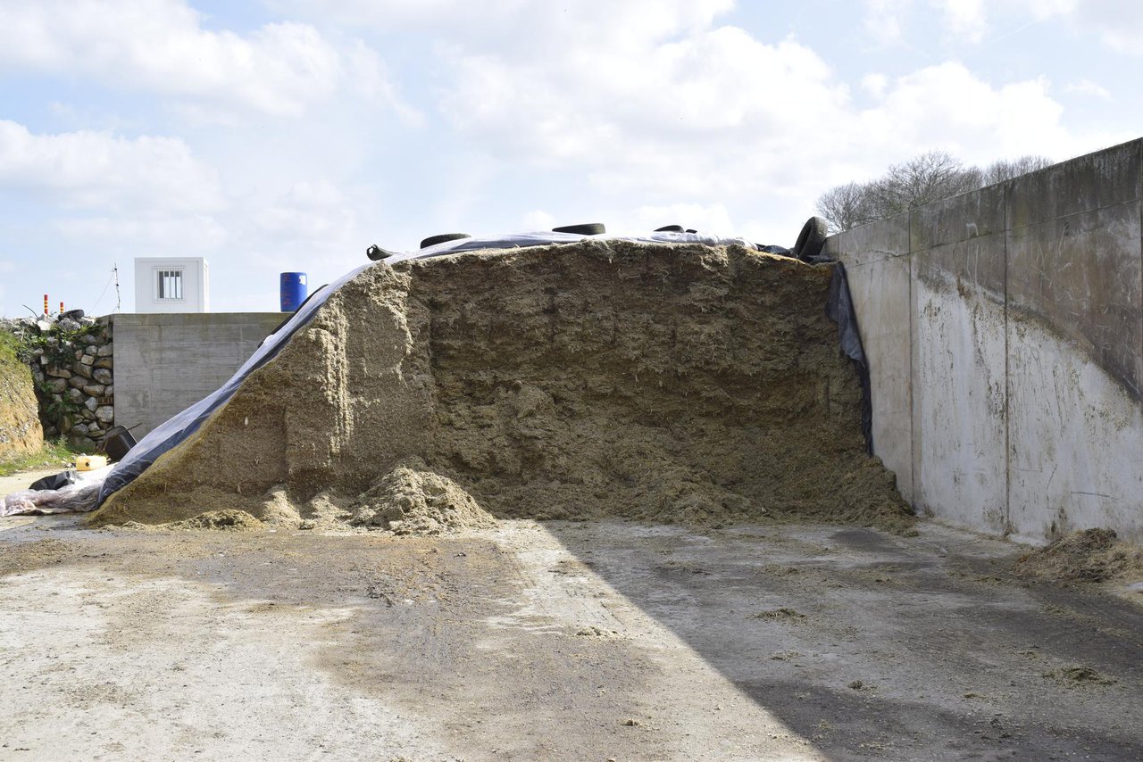 Tiempo de almacenamiento del ensilaje de maíz: impacto sobre el manejo del rebaño y la producción de leche