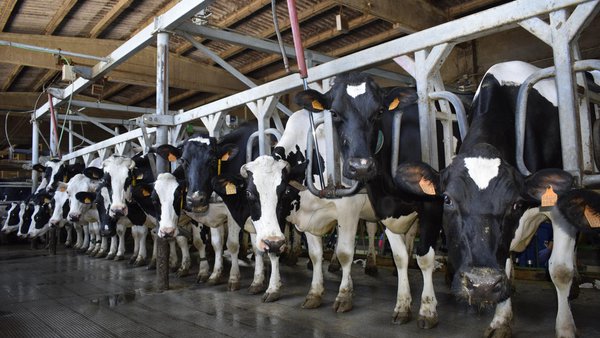 O Goberno actualiza a normativa para o funcionamento do sistema de control do rendemento leiteiro en España
