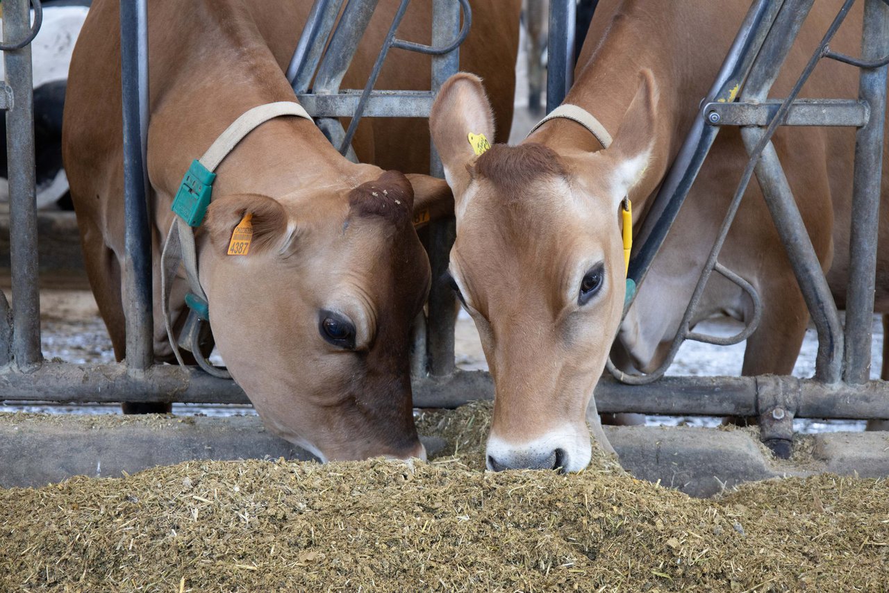 Forraje hidropónico en dietas para vacas lecheras en transición