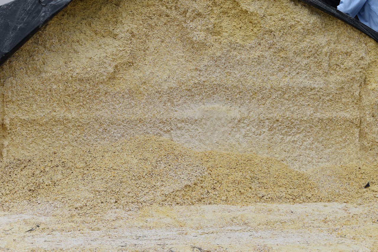 Ensilado de grano húmedo de maíz: riesgos y oportunidades