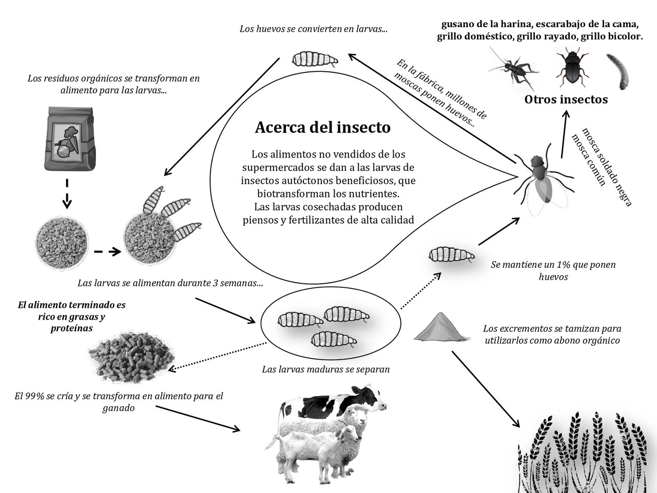 Ante a escaseza de materias primas, xa é hora de considerar o uso de insectos na ración dos ruminantes