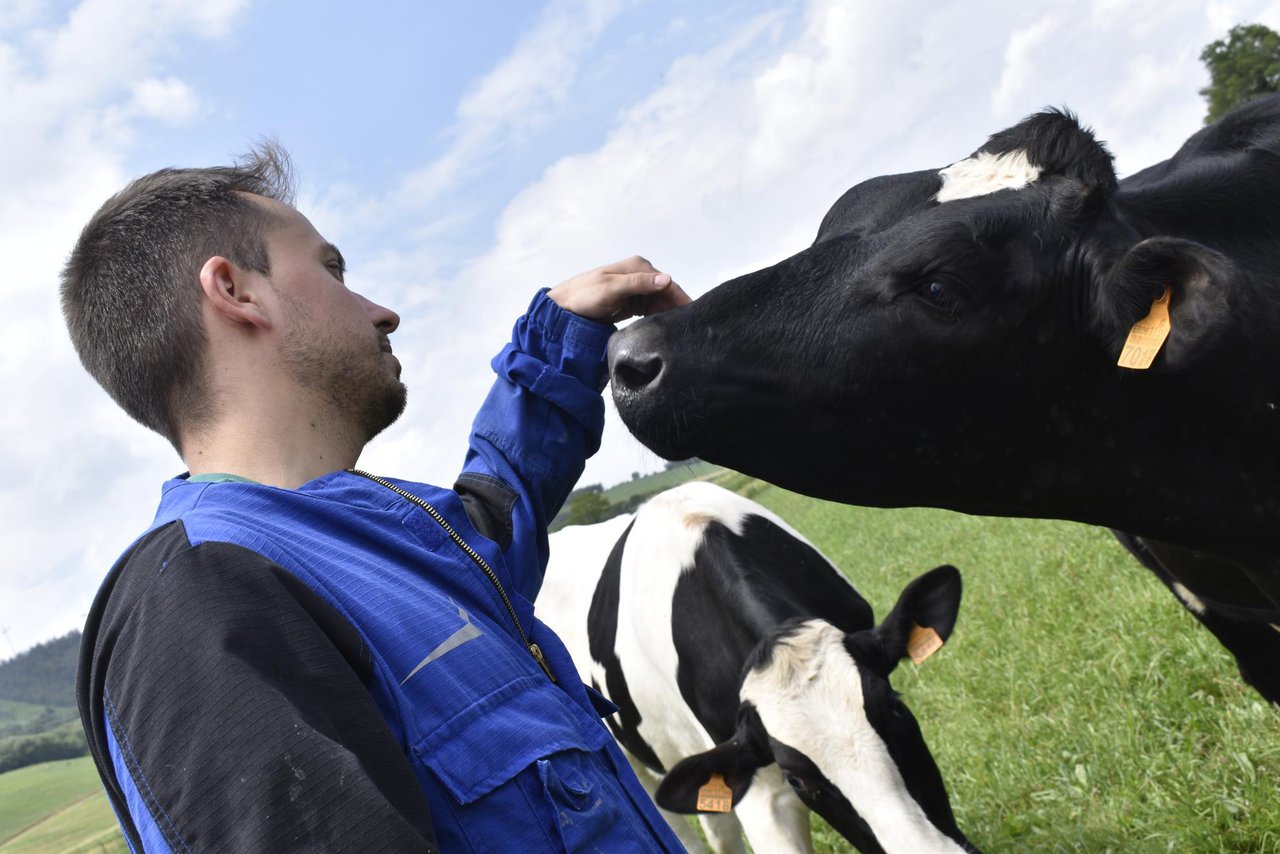 Cando as vacas nos falan de benestar...