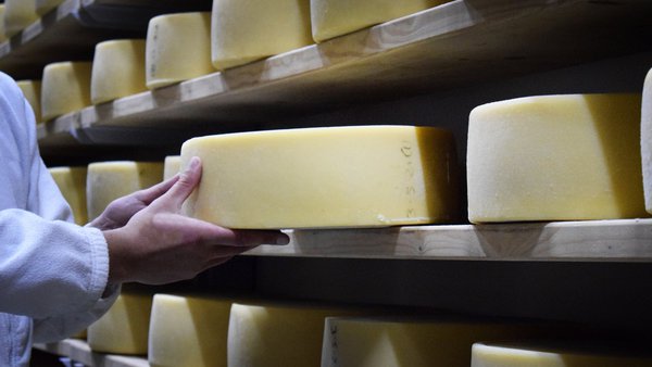 Los beneficios del queso, cada vez más evidentes