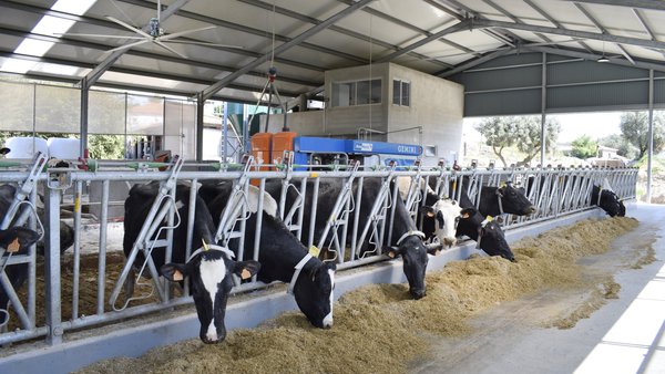 El impacto del estrés por calor en el estado inmunológico de las vacas lecheras
