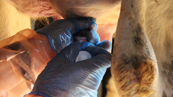 Rapidez e eficacia: vital no diagnóstico e tratamento das mastites