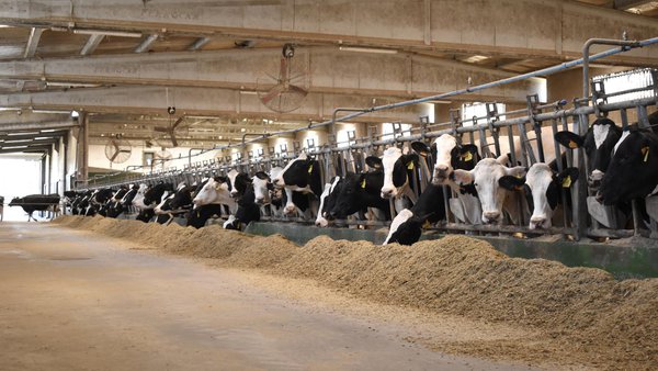 El precio medio de la leche en España en el mes de abril fue de 0,488 €/litro