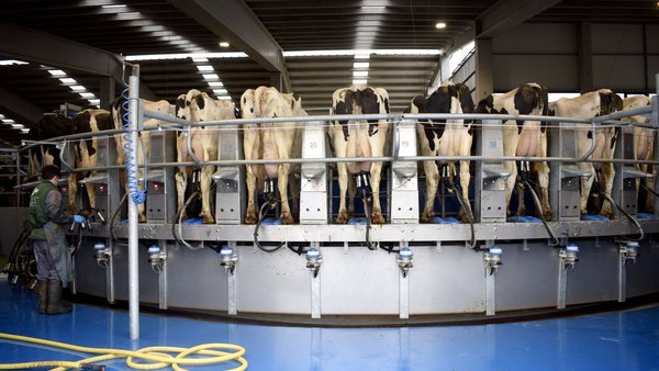 Un alimento de la leche