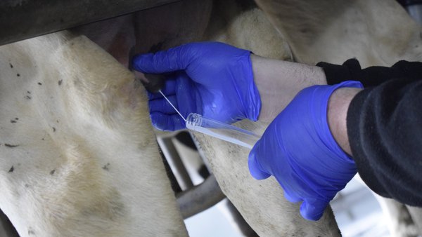 Impacto económico de las células somáticas según su nivel de producción