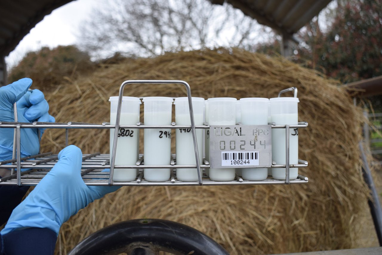 A evolución da calidade da produción láctea de Galicia