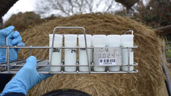 La evolución de la calidad de la producción láctea de Galicia