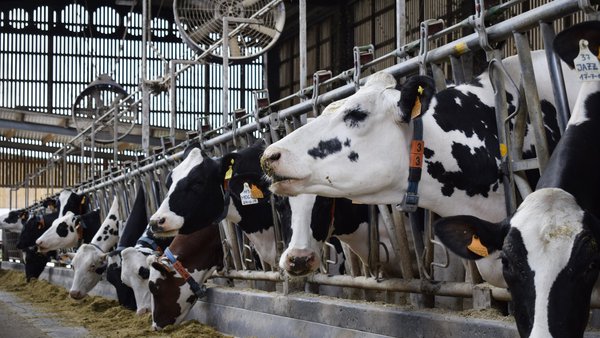 Levaduras vivas en la ración de las vacas para soportar el estrés térmico