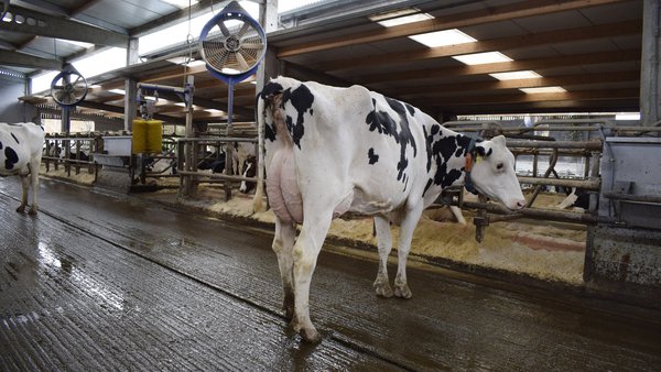 Los efectos del estrés por calor y del enfriamiento en la eficiencia alimenticia de las vacas en climas cálidos