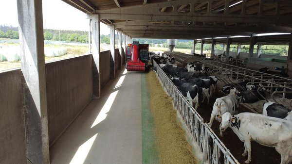 La ordenación del sector bovino
