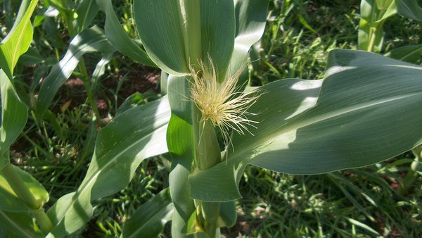 Adaptación del modelo CSM-CERES-Maize (DSSAT) para simular la producción de maíz forrajero: variación interanual en Asturias