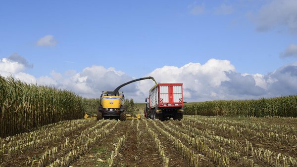 La importancia de la digestibilidad del silo de maíz a la hora de elegir nuestras variedades