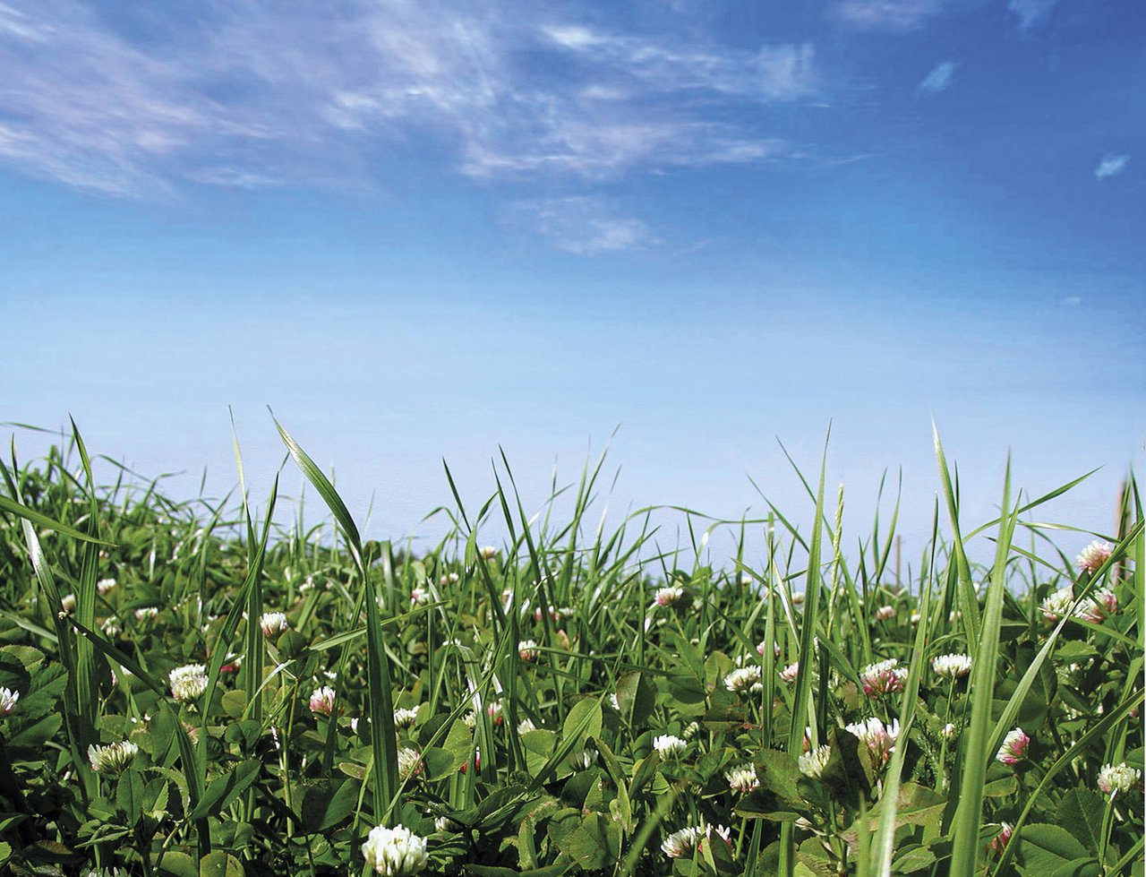Novo enfoque da cuestión: por que sementar mesturas biodiversas no lugar do monocultivo de raigrás?