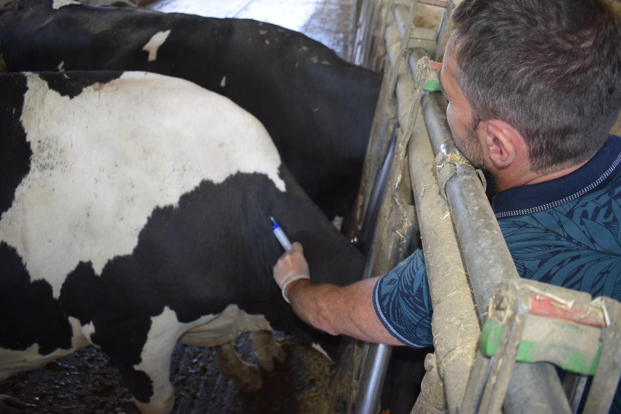 El nuevo Real Decreto para medicamentos veterinarios