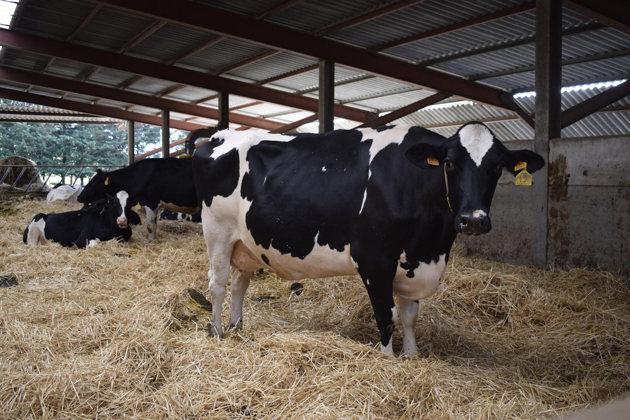 Viaje al interior de una vaca: ver y oír con el tacto