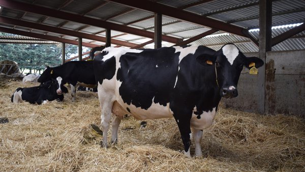 Viaje al interior de una vaca: ver y oír con el tacto