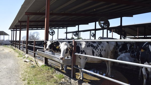 La FIL-IDF actúa para ayudar a los productores de leche del mundo a mitigar el estrés por calor