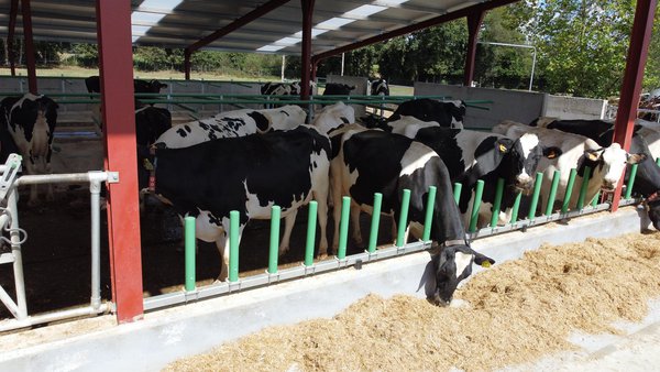 La cetosis en la vaca: ¿fisiología o patología?