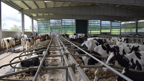 Datos de producción de leche. ¿A qué llamamos vacas de alta producción?