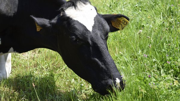 Huella hídrica de las explotaciones lecheras según la tipología de alimentación