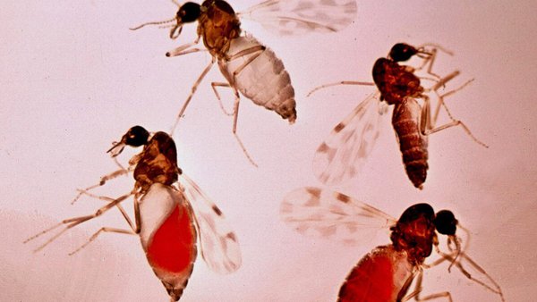 La lengua azul (ﬁebre catarral ovina) y el uso de modelos eólicos para planiﬁcar campañas de vacunación a gran escala