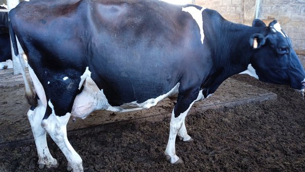 El manejo y la mejora de instalaciones enfocados en la salud podal (1): manejo de los animales y los potros de recorte