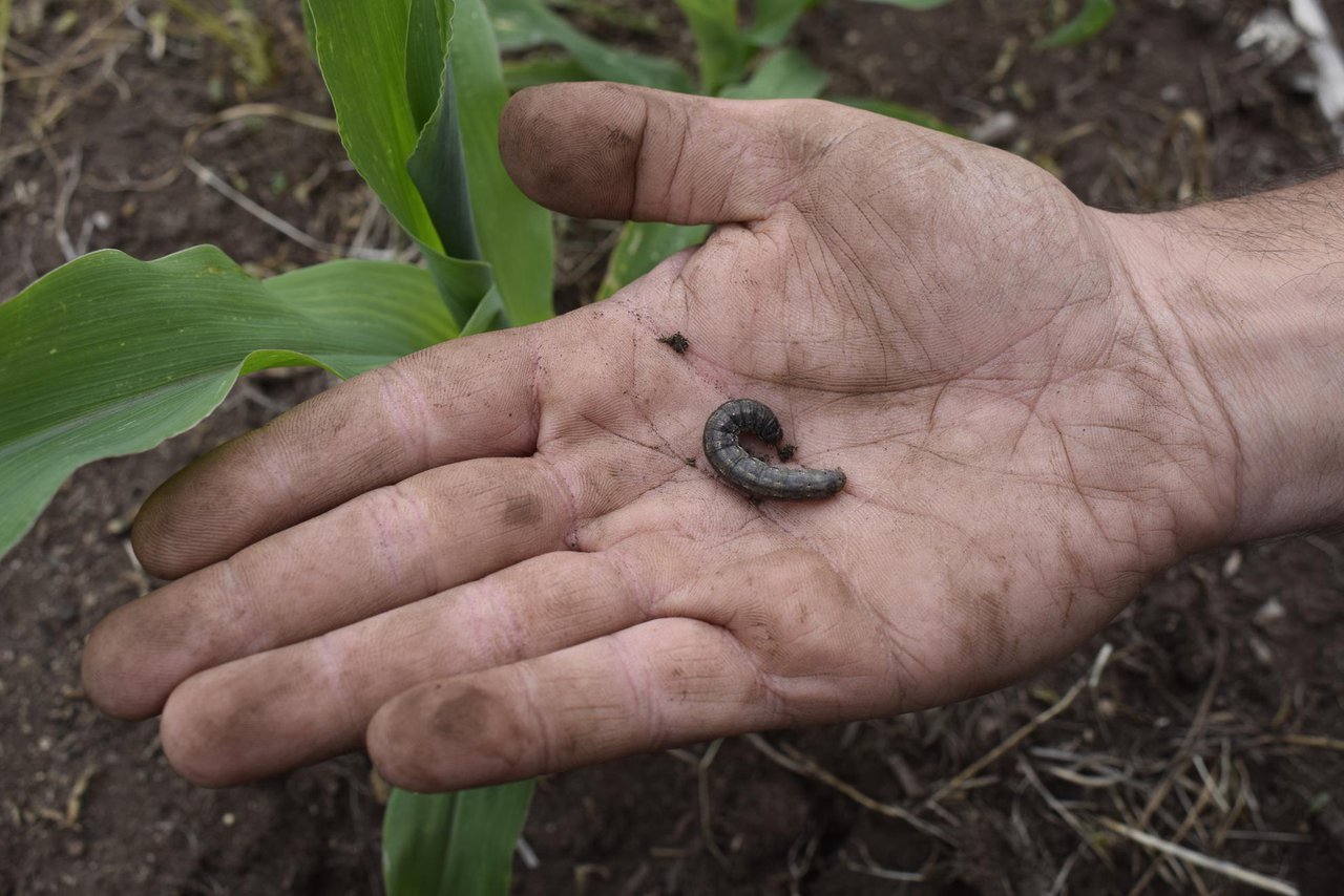 ¿Es el cambio climático el causante del aumento de plagas en el cultivo de maíz?