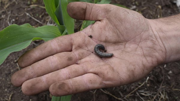 ¿Es el cambio climático el causante del aumento de plagas en el cultivo de maíz?